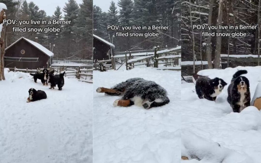 When Giants Dance in Snow