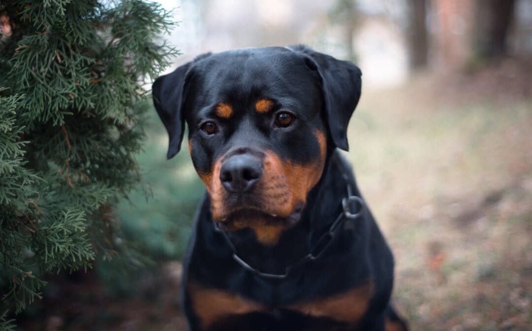 How a Dog Overcame His Fear of Thunder — and Melted Hearts in the Process