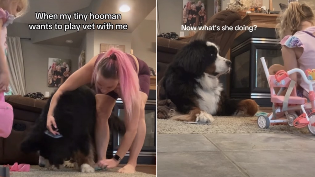 When a Big Dog Meets a Little Human — and the Confusion Is Hilarious