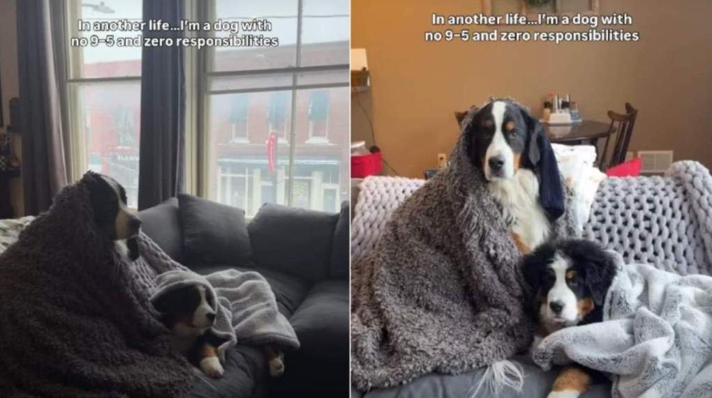 These Netflix‑Bingeing Bernese Mountain Dogs Are the Definition of Cozy