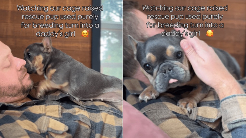 From Darkness to Comfort: A Rescue Pup’s Emotional Journey Home