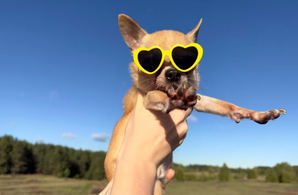 Star‑Crossed Snuggles: A Chihuahua & a Lizard