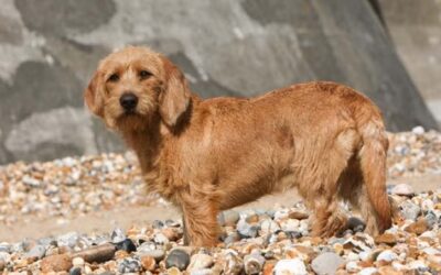 What Your Dog Is Really Saying… The Signals You’ve Been Missing