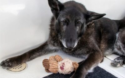 The Emotional Rescue of an Old, Scared Dog After Falling From a Bridge