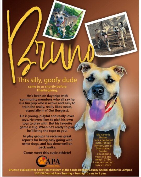 Meet Bruno: The Big, Fun Mixed-Breed Dog Looking for His Forever Home