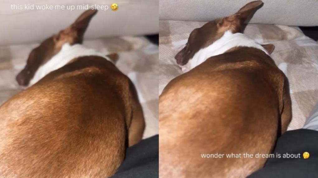 When a Dog’s Sleep Sounds Became the Morning Alarm Dad Didn’t Expect