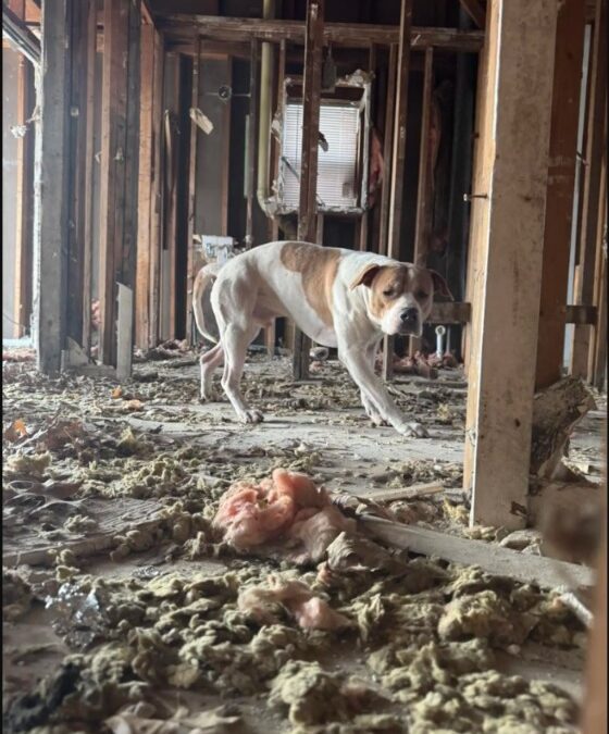 Abandoned, Cold, and Alone — One Dog’s Hope Against the Odds