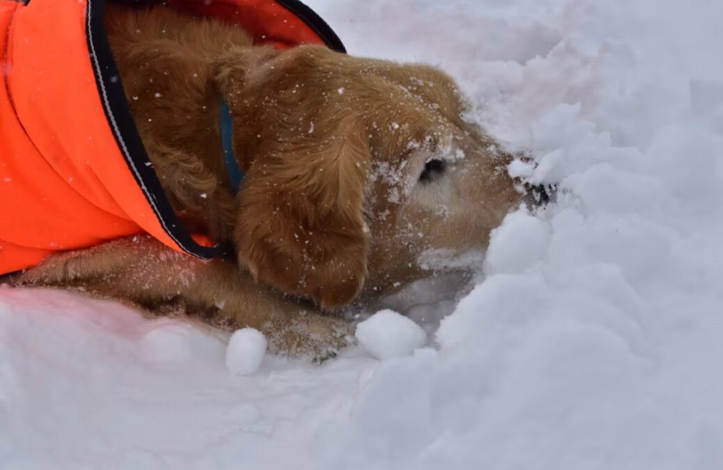 Golden Retriever’s Snowy Adventure: Full Snowsuit, Big Smile, and Brave Paws