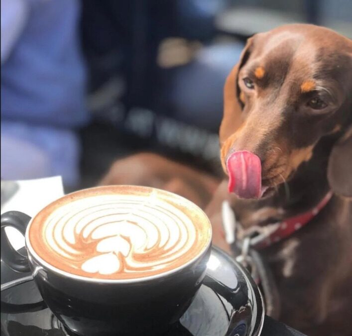 Dog‑Friendly Coffee Shop Tips Every Pet Parent Should Know