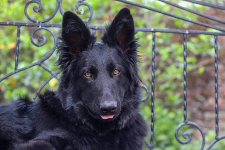 Puppy Priorities: This Shepherd Chooses Hats Over Dinnertime Delight