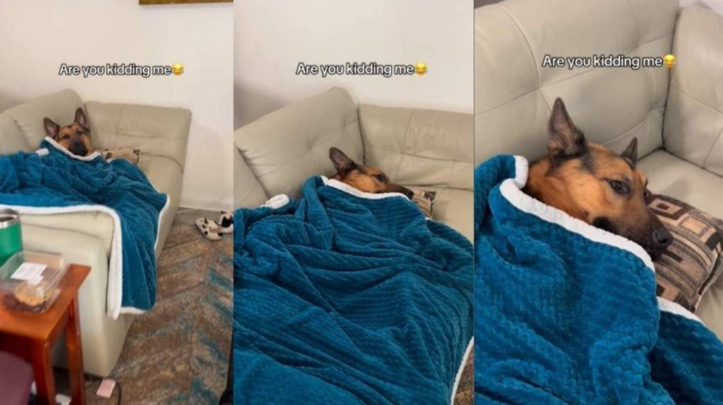 This Dog’s Loveseat Takeover Shows What It Means to Be Happy