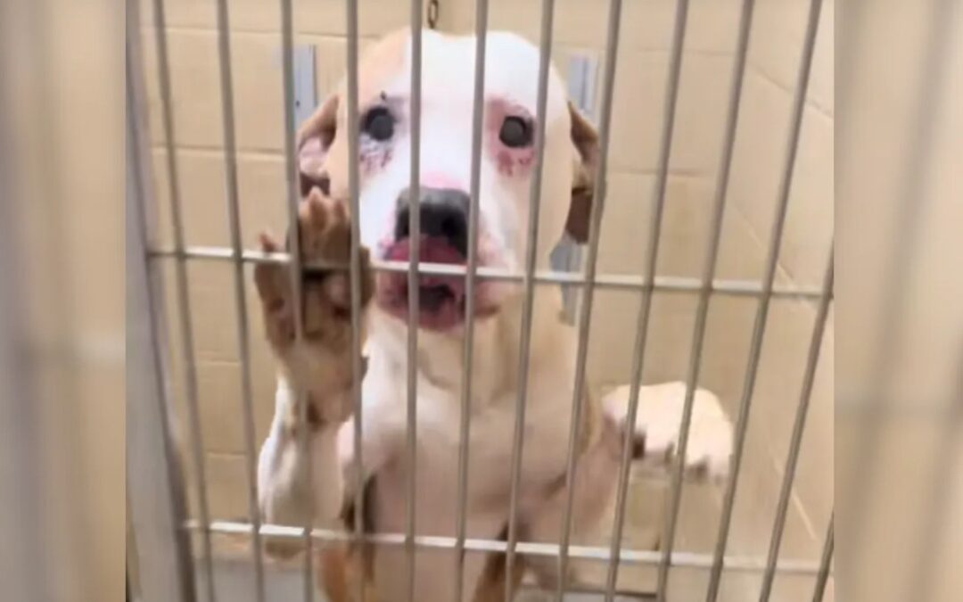 When a Shelter Dog Seemed Blind — But the Truth Was Even More Moving