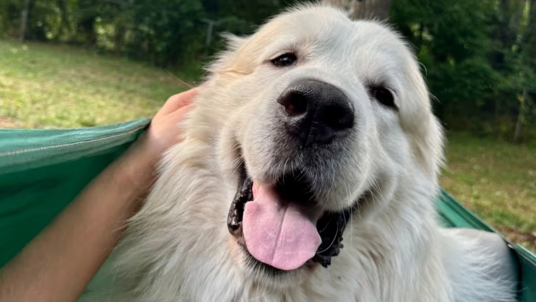 The Unexpected Love Story Between a Gentle Guardian Dog and a Feral Farm Cat