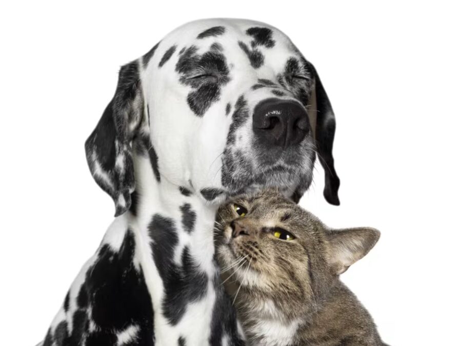 Foster Fail That Turned Into Forever Family Love