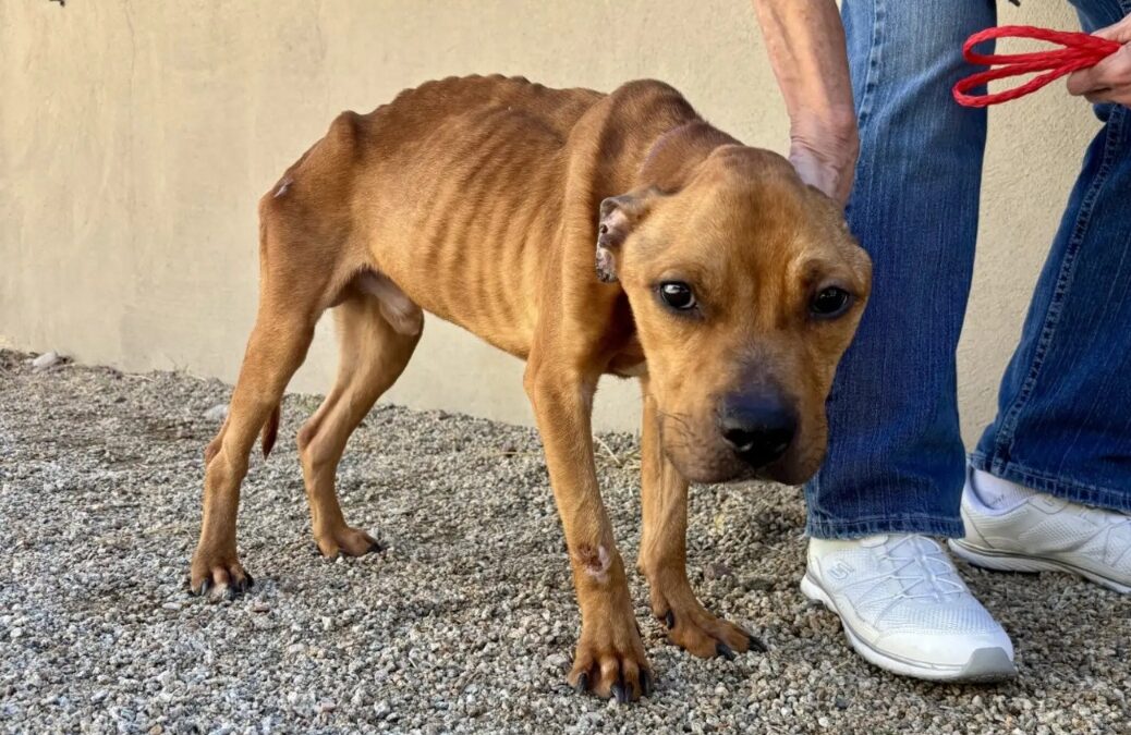 How Chappo the Skinniest Dog Found Love, Food and a New Start