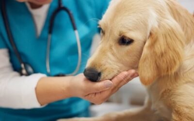 Watch Charlie the Golden Retriever Beg His Mom to “Save Him” From the Vet Visit
