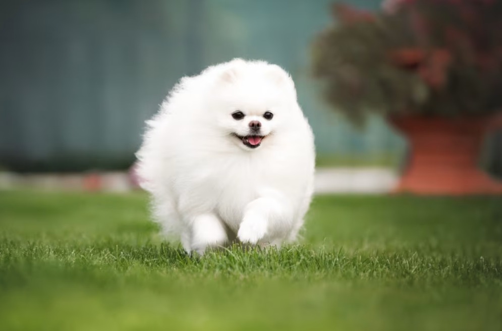 Watch This Pomeranian’s First Night Safe Melt Hearts Everywhere