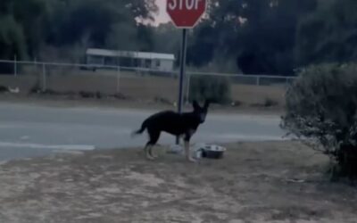 She Didn’t Run. She Just Waited.