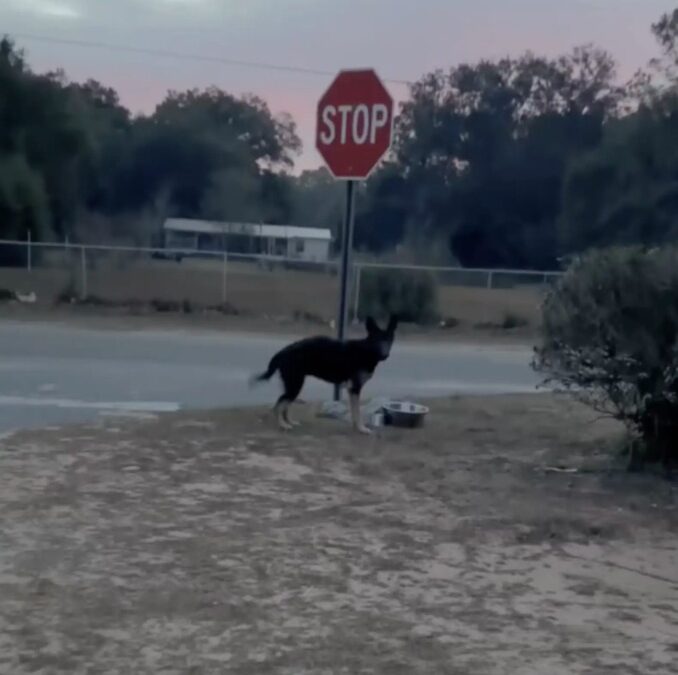 She Didn’t Run. She Just Waited.