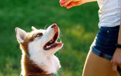 Unlocking Success: How Clicker Training Transforms Your Dog’s Behavior