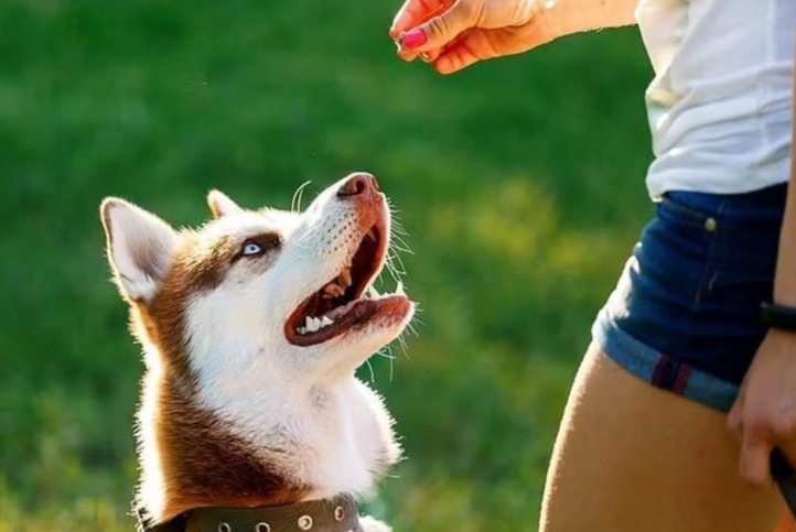 Unlocking Success: How Clicker Training Transforms Your Dog’s Behavior
