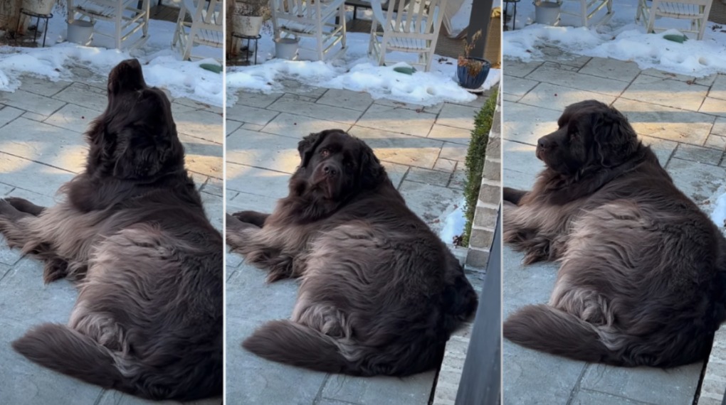 The Call of the Wild (and the Fire Truck): Cocoa’s Viral Siren Duet