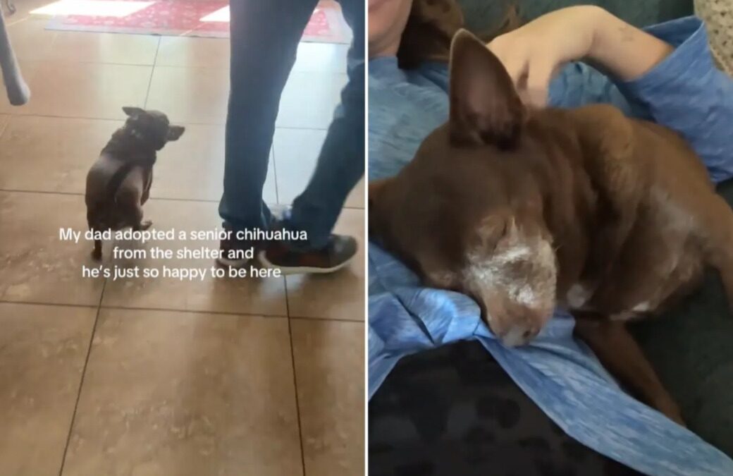 The Tear‑Warming Moment a Senior Rescue Chihuahua Comes Alive in His Forever Family