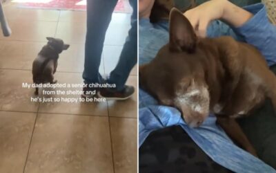 The Tear‑Warming Moment a Senior Rescue Chihuahua Comes Alive in His Forever Family