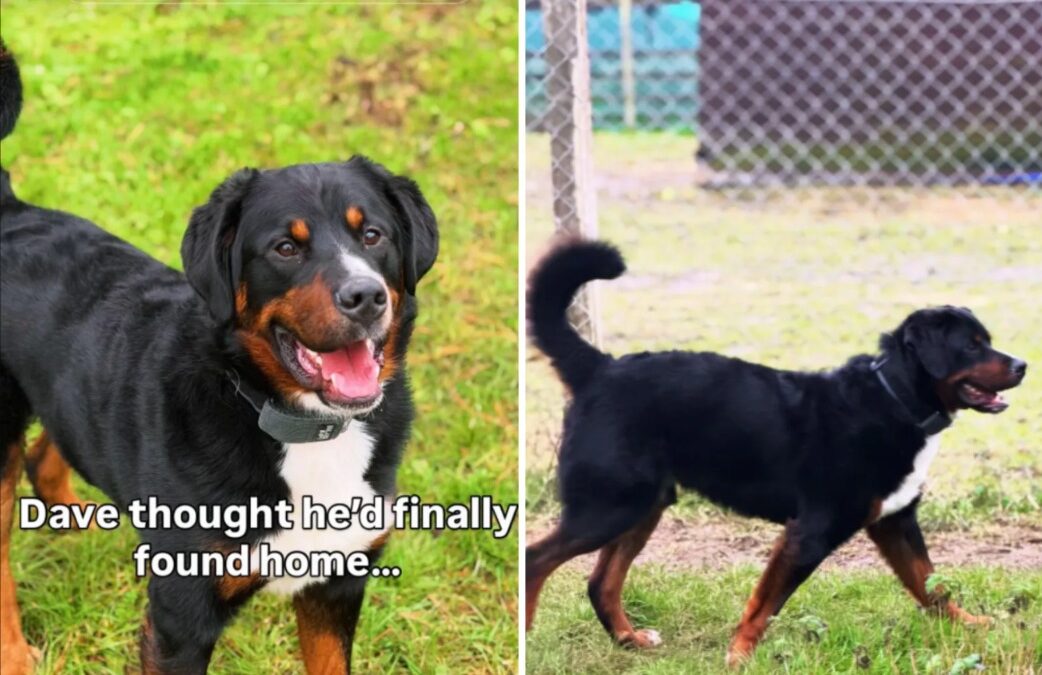 Returned in Just 20 Hours — Dave’s Adoption Heartbreak and Hope