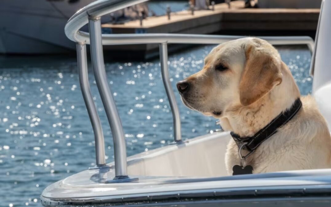 A Fishing Pole, a Yellow Lab, and a Splash-Filled Twist