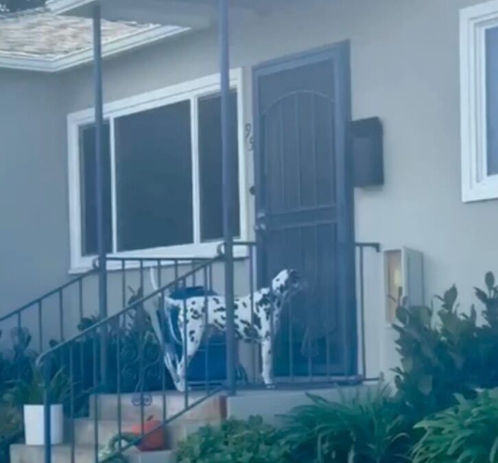 A Dalmatian’s Daily Dinner Ritual Is the Sweetest Neighborhood Tradition