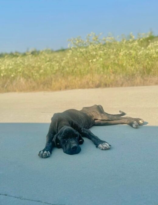 Too Weak to Walk but Still Wagging — A Dog’s Courageous Tail