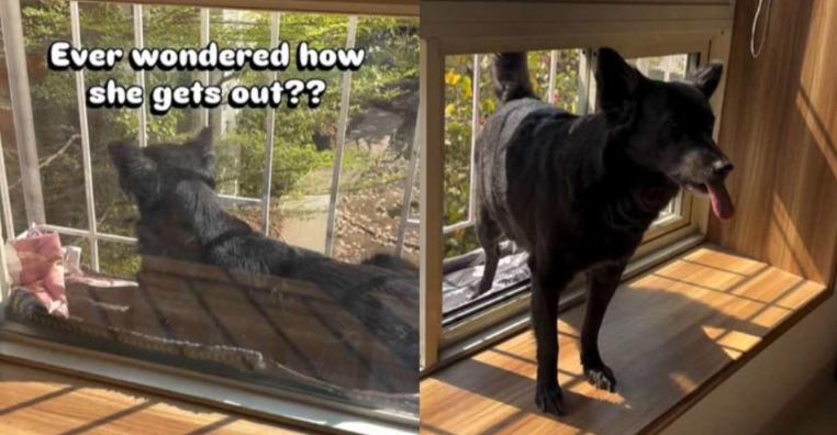 This Pup’s Reverse Balcony Walk Is So Smooth It’s Too Cool