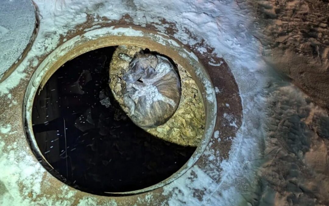 Firefighters Brave Bitter Cold to Save Dog Trapped in Storm Drain