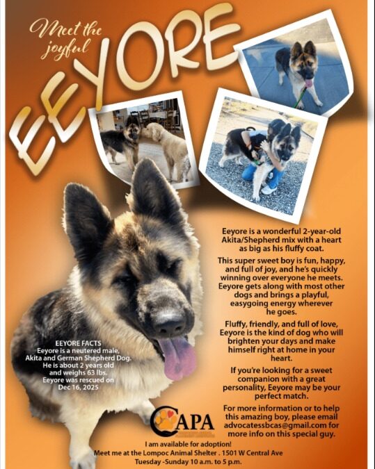 Meet Eeyore — The Fun, Friendly Dog Looking for Love