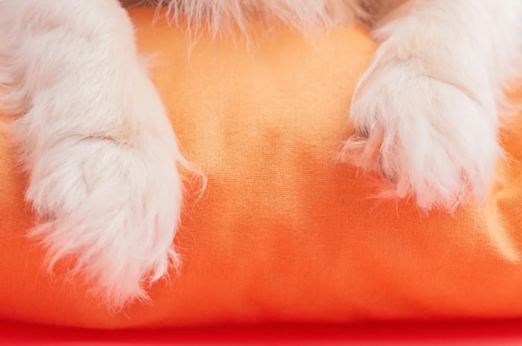 When One Tooth and Gigantic Ears Steal the Spotlight