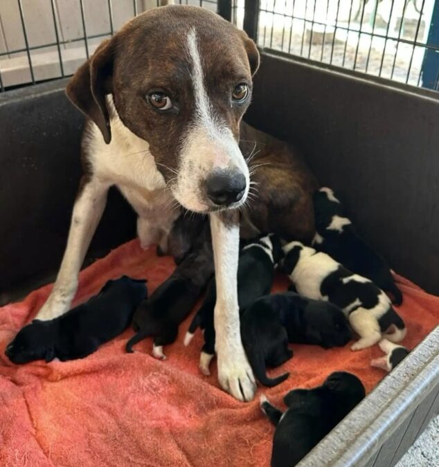 When a Puppy Picked Her in a Yoga Class — and Never Left Her Side
