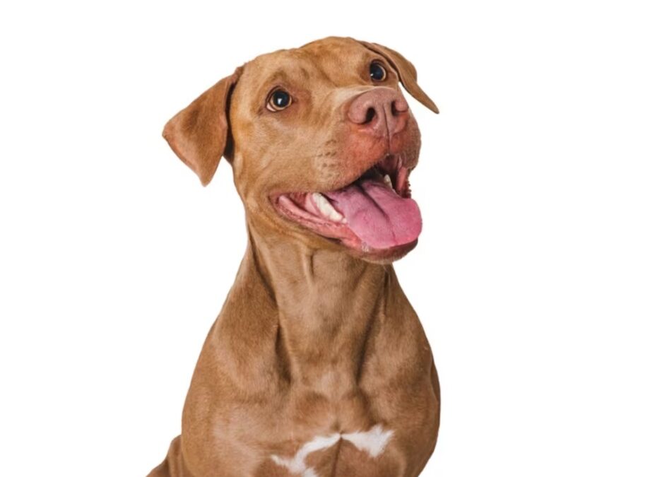 Eugene’s Happy Return: A Tail‑Wagging Love Story