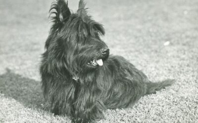 Fala: The Dog Who Helped Define a Presidency and Capture a Nation’s Heart