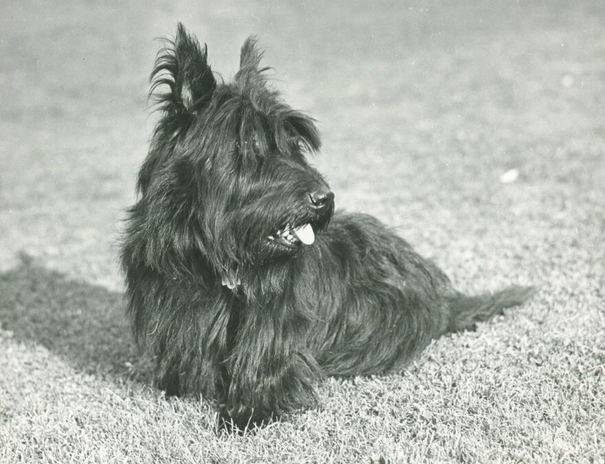 Fala: The Dog Who Helped Define a Presidency and Capture a Nation’s Heart