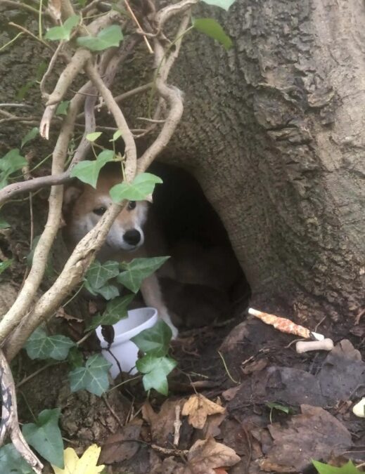 A Brave Shiba Inu’s Loyalty Saved Her Puppies Against All Odds