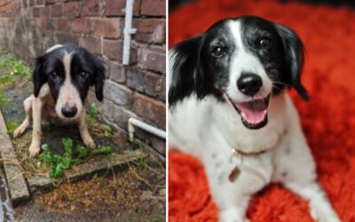 The Incredible Journey of Floss — Rescued from a Filthy House, Now Cherished