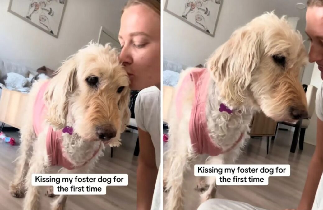 This Rescue Dog’s First Kiss From a Foster Parent Melted Hearts Online