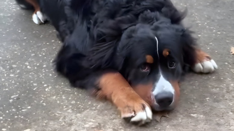 From Curiosity to Skill: A Bernese Mountain Dog’s Big Discovery