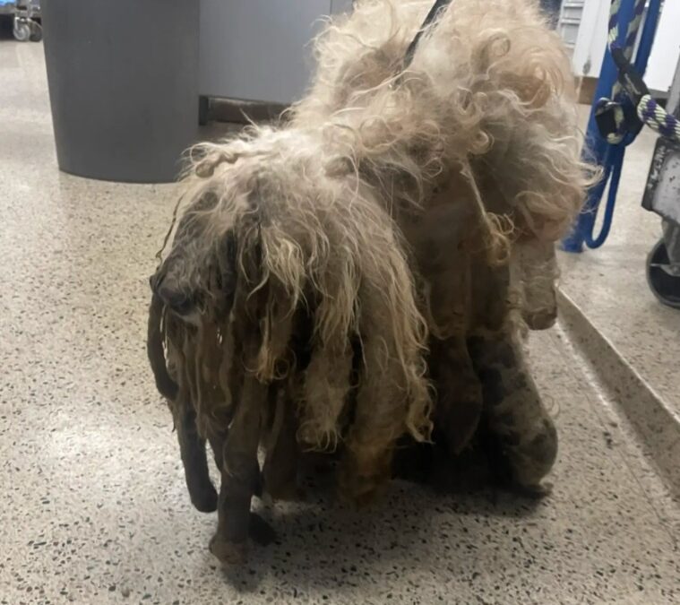 Buried in Fur, Now a Handsome Pup Again