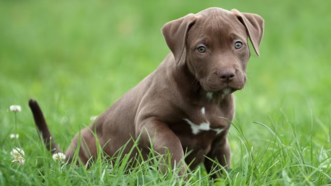This Pint-Sized Pit Bull’s Temper Tantrum at the Vet Is Adorable