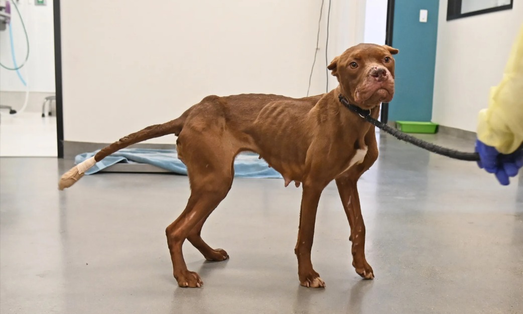 From Dog‑Fighting Victim to Hopeful Heart: A Rescued Survivor