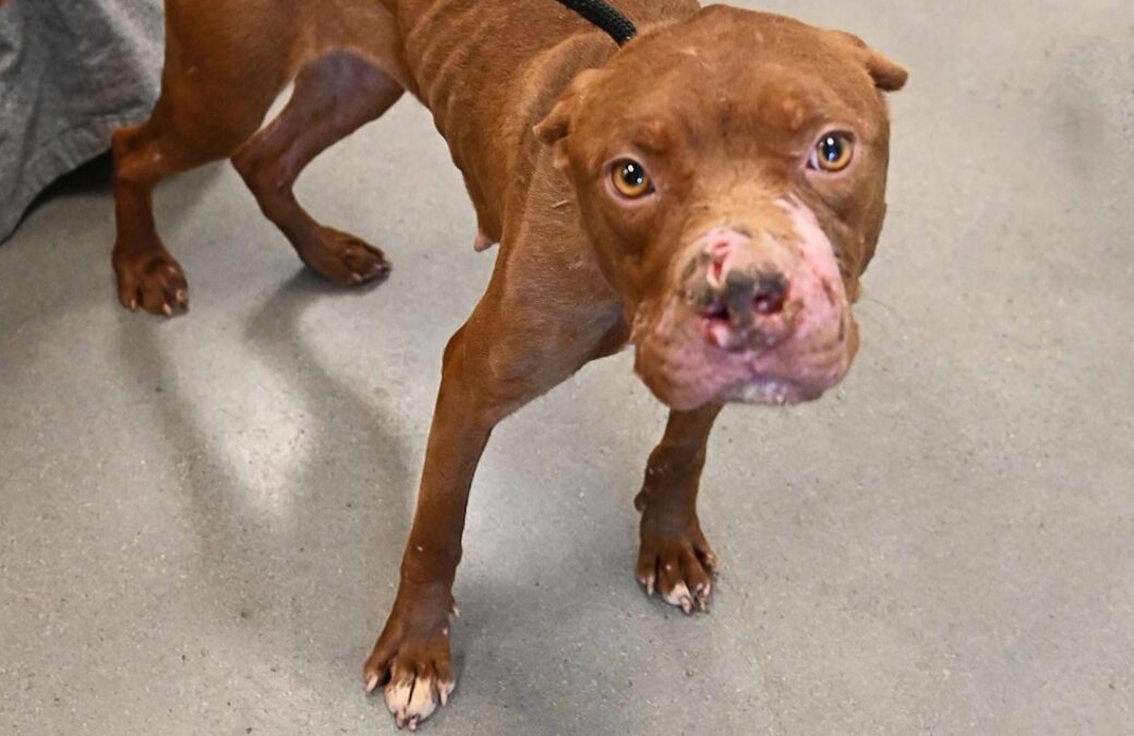 Used as Bait in Underground Dogfights — Now Rescued