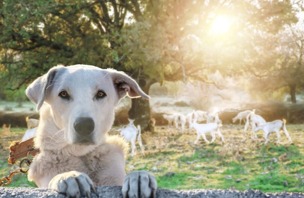 Tiny Hooves, Big Rescue: How a Dog Became a Farmyard Hero