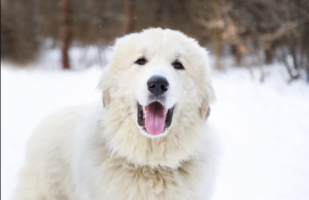 The Fluffy Activist: Why This Great Pyrenees Only Sits for Civil Rights Icons